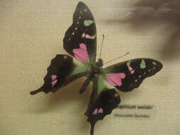 Image of Purple Spotted Swallowtail