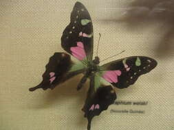 Image of Graphium weiskei (Ribbe 1900)