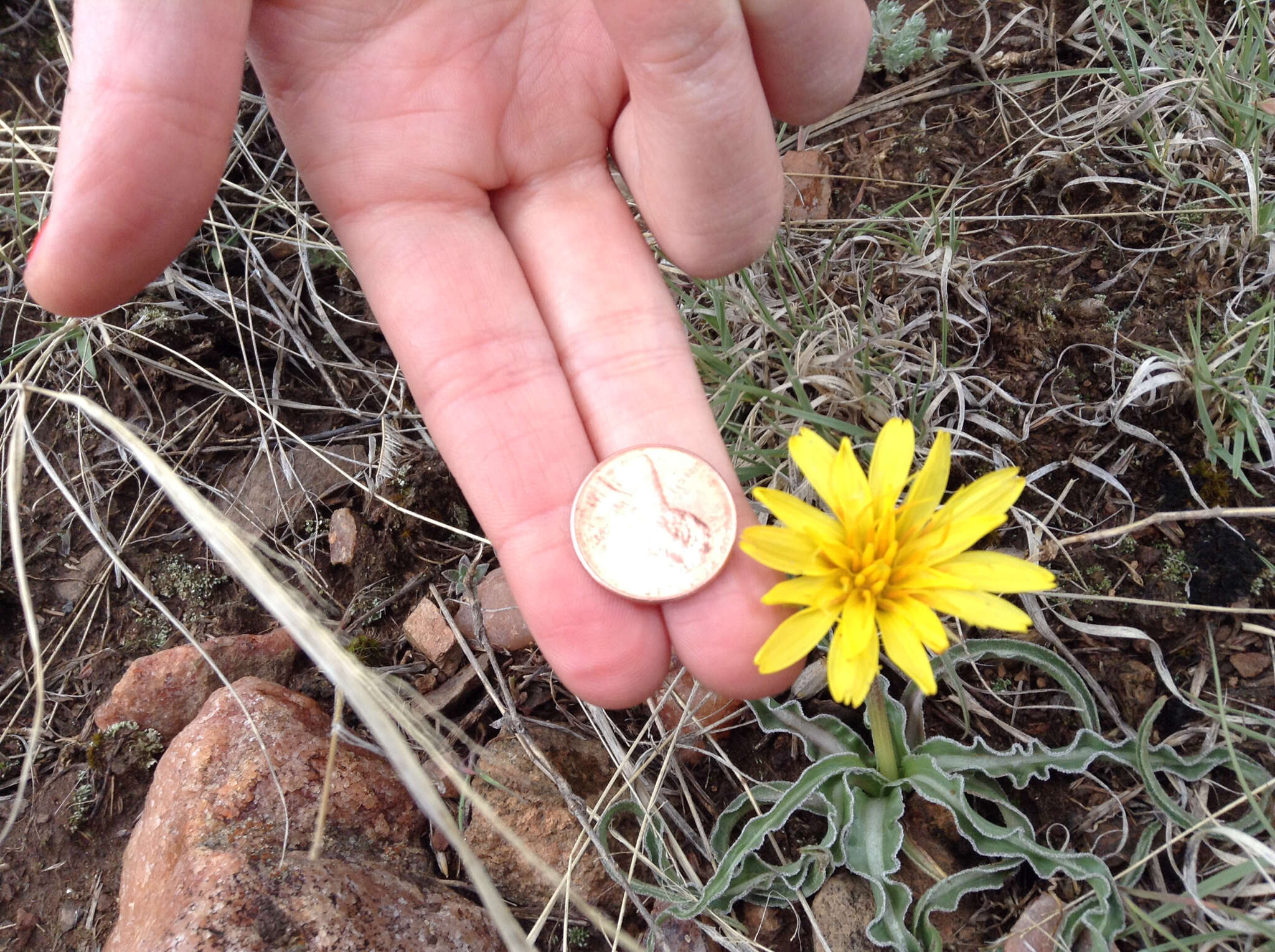 Image of prairie false dandelion