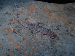 Image of Rio Marquez Valley Gecko