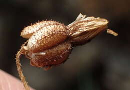 Image of Xerophyta adendorffii Behnke