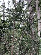 Image of scolosanthus