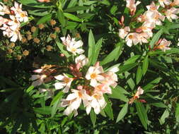 Image of Oleander