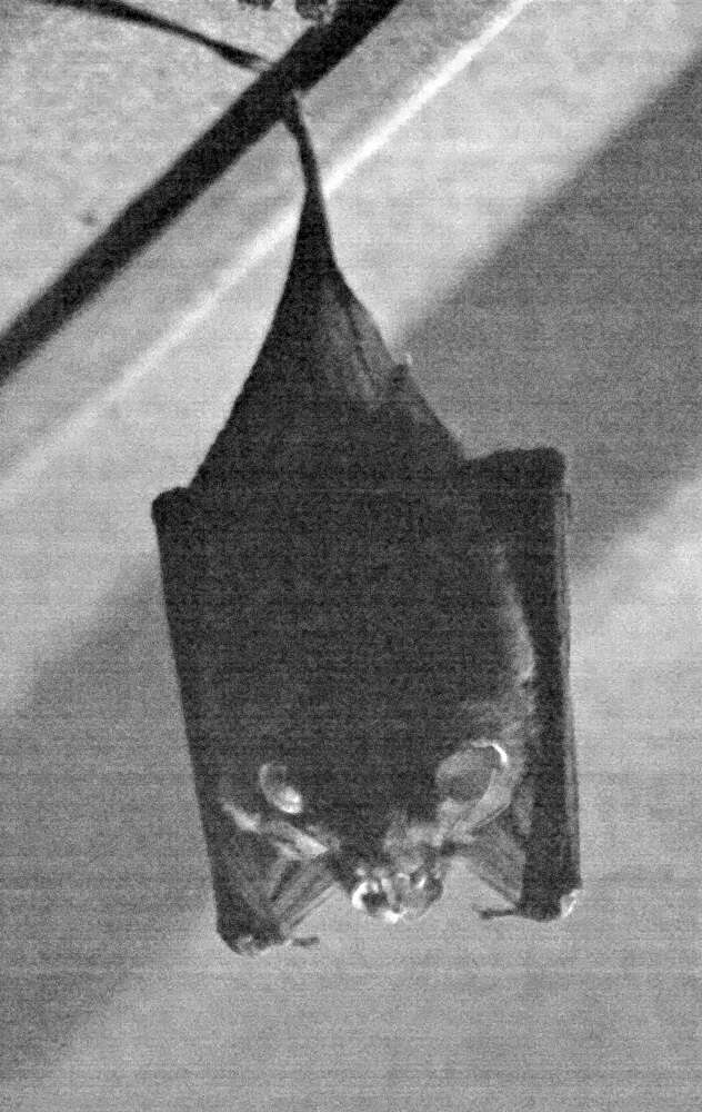 Image of Eastern Horseshoe Bat