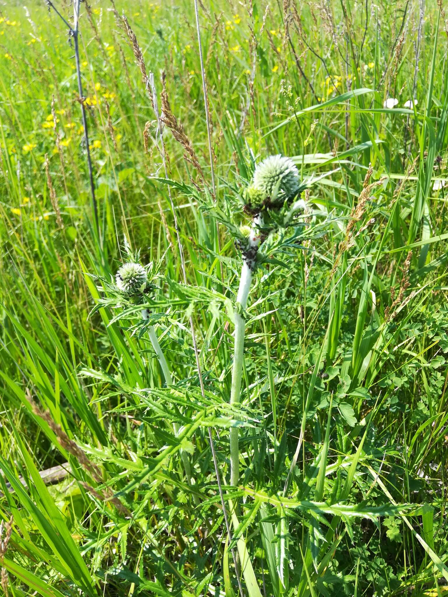 Image of southern globethistle