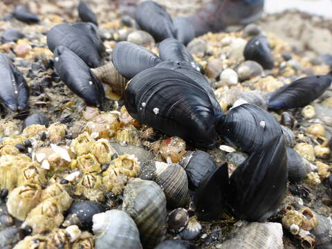 Image of Northern blue mussel