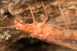 Image of Chrysoperla rufilabris (Burmeister 1839)