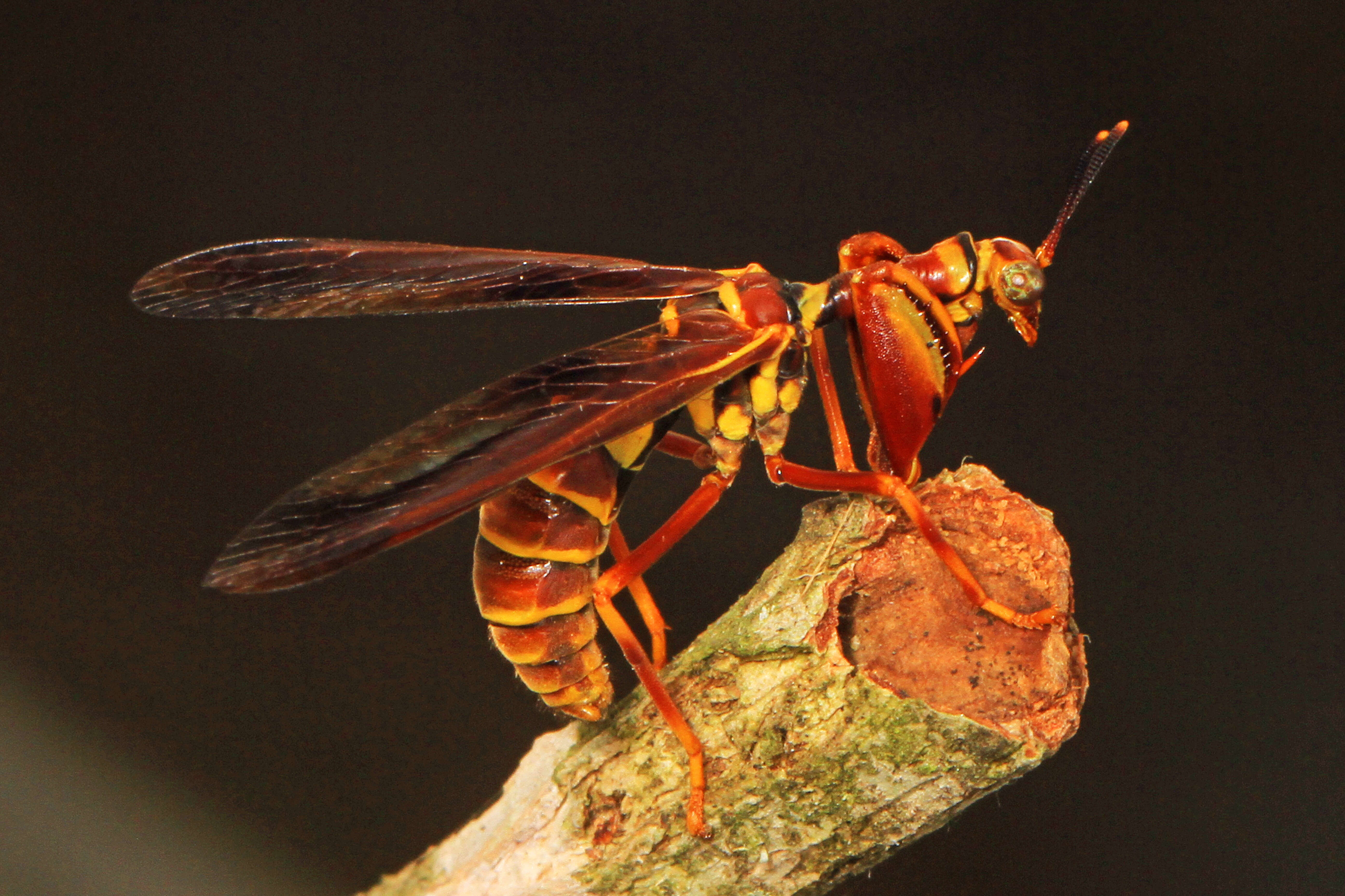 Image of Wasp Mantidfly