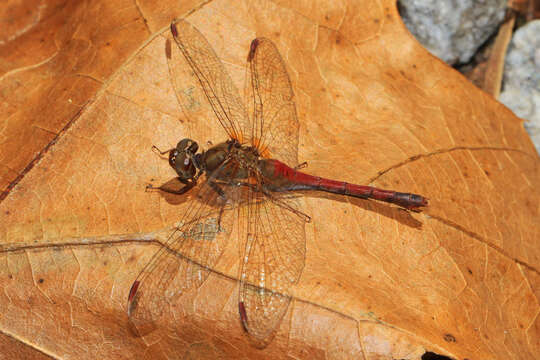 Image of Autumn Meadowhawk