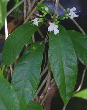 Image of Oxera splendida (F. Muell.) Gâteblé & Barrabé