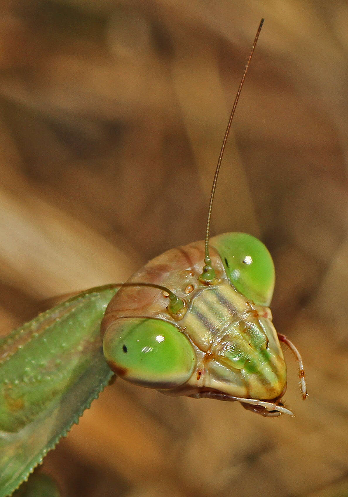 Image of Chinese mantis