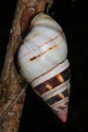 Image of <i>Liguus fasciatus</i>