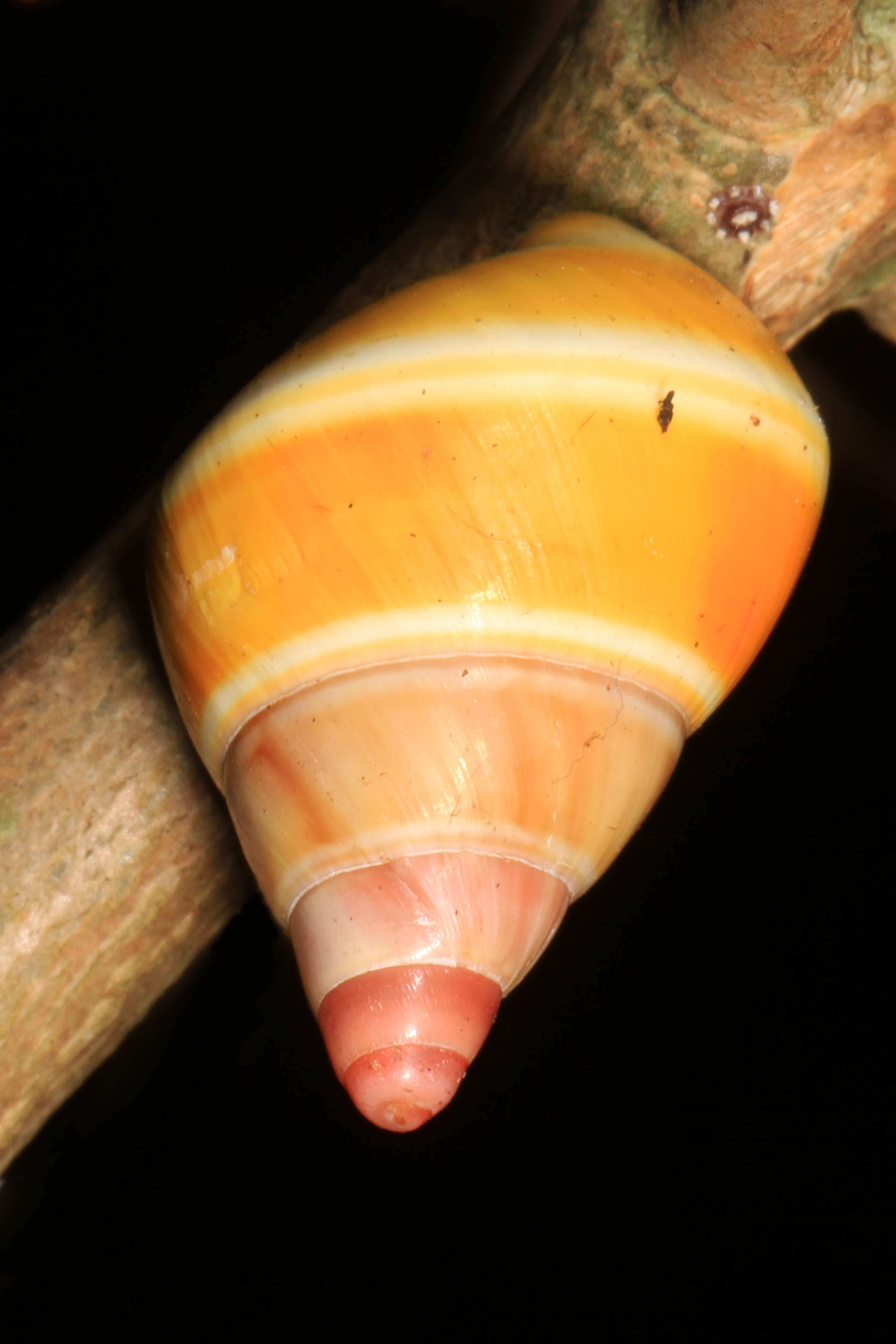 Image of <i>Liguus fasciatus</i>