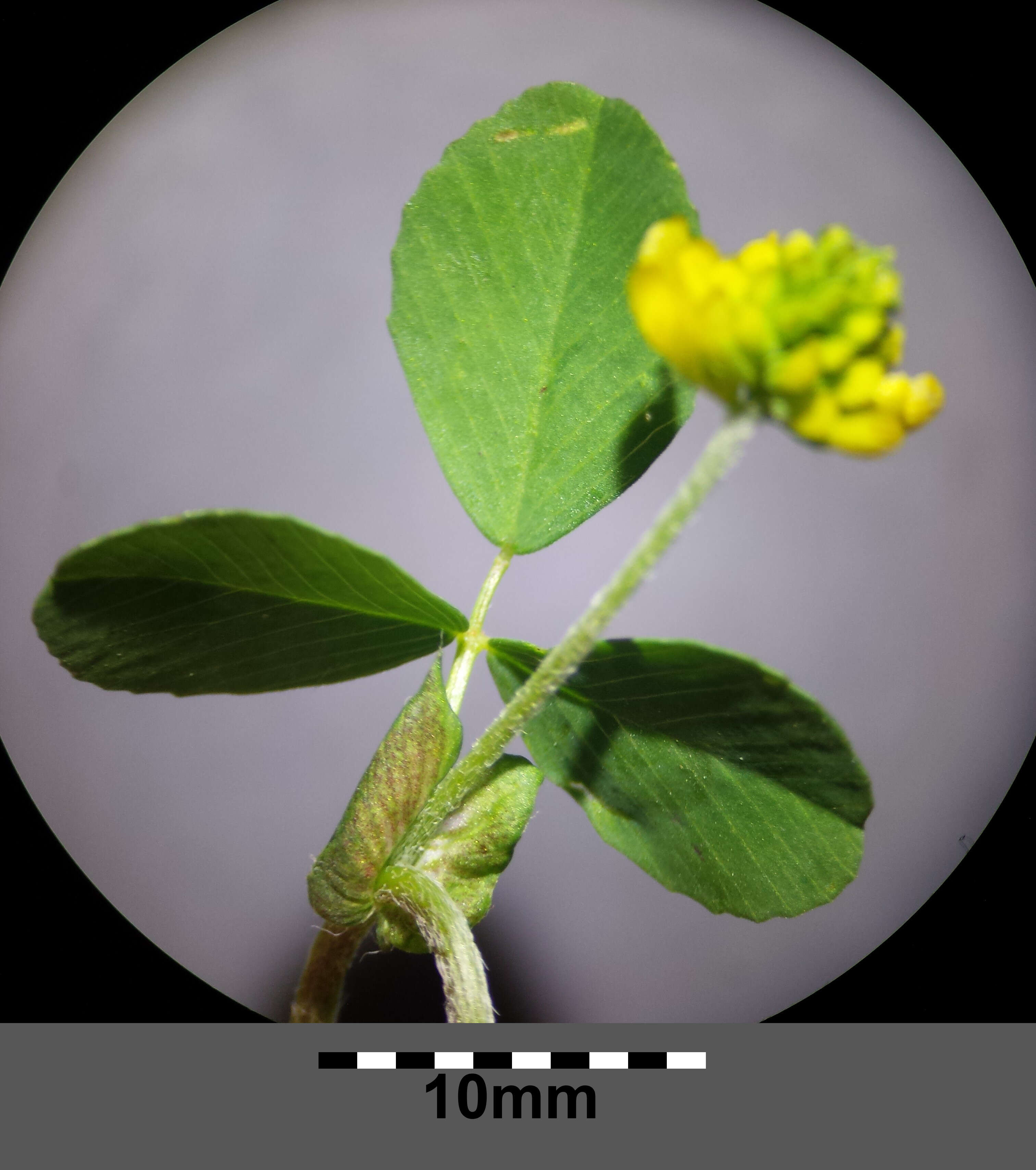 Image of field clover