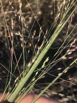 Imagem de Panicum queenslandicum Domin