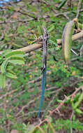 Image of Gran Canaria Skink