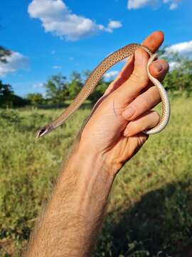 Image of Rufous Beaked Snake