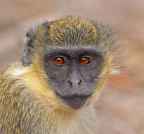 Image of Green Monkey