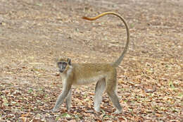 Image of Green Monkey