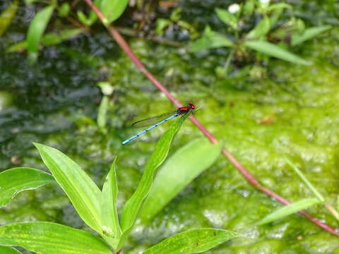 Argia cupraurea Calvert 1902 resmi