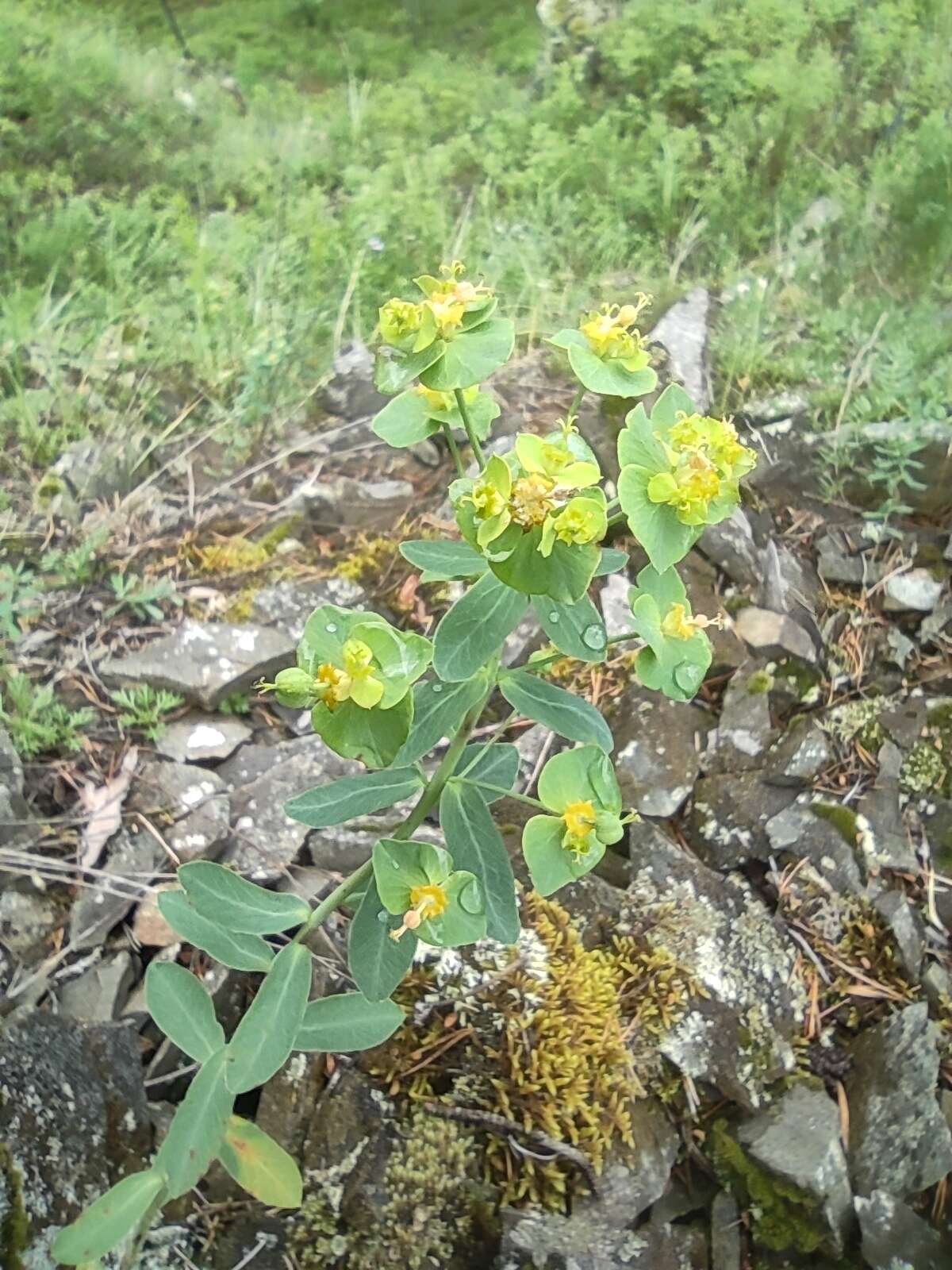 Слика од Euphorbia caesia Kar. & Kir.