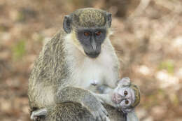 Image of Green Monkey