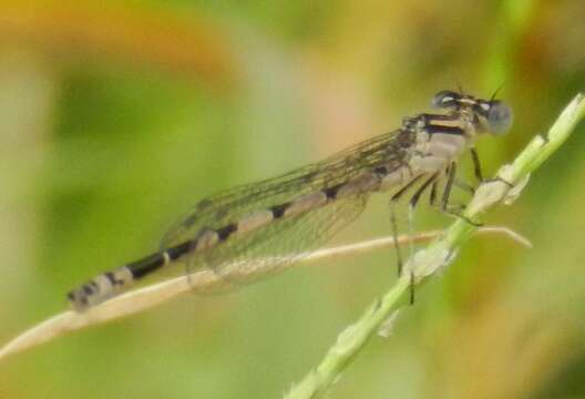 Image of Big Bluet