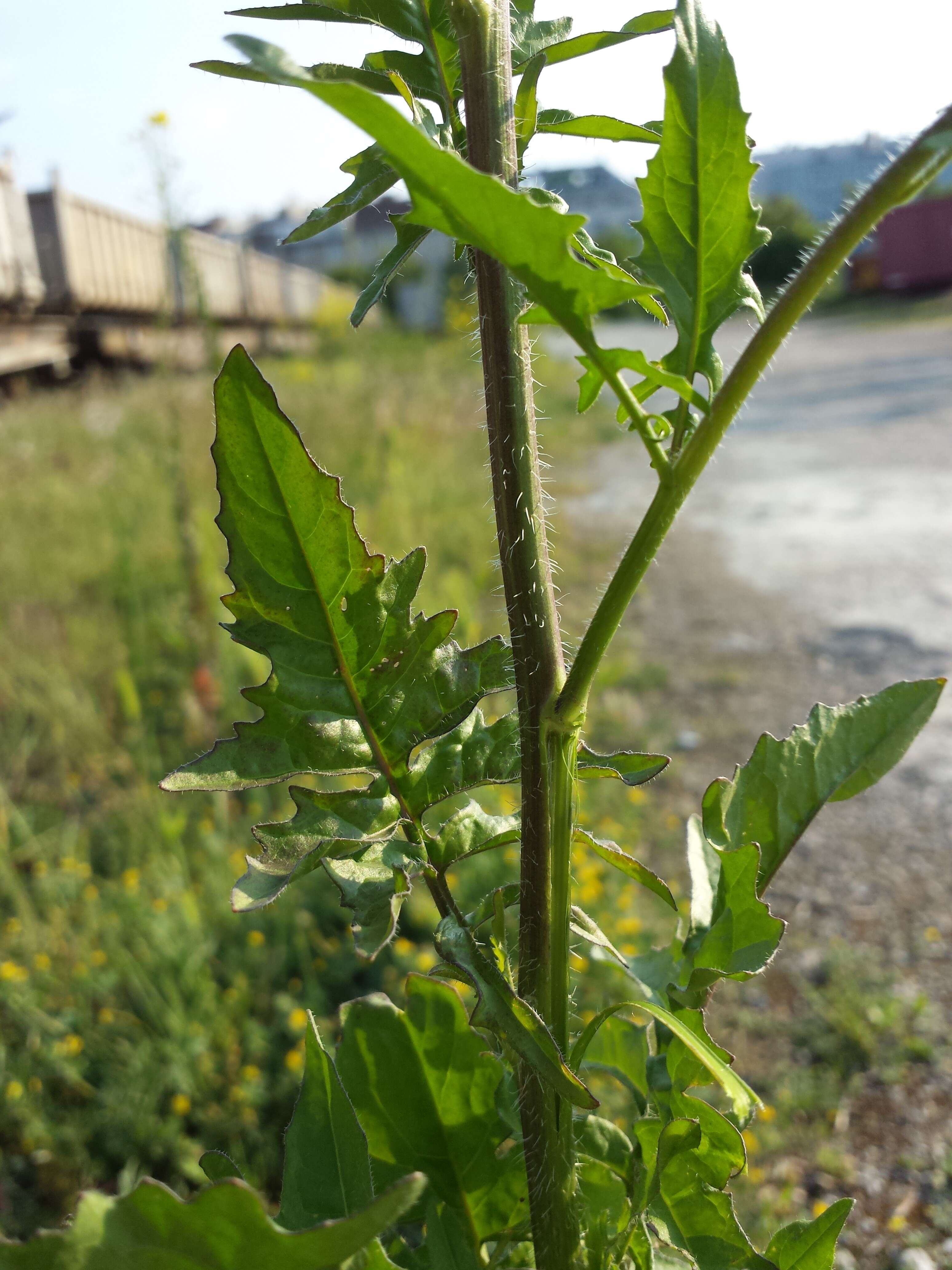 Imagem de Sisymbrium loeselii L.