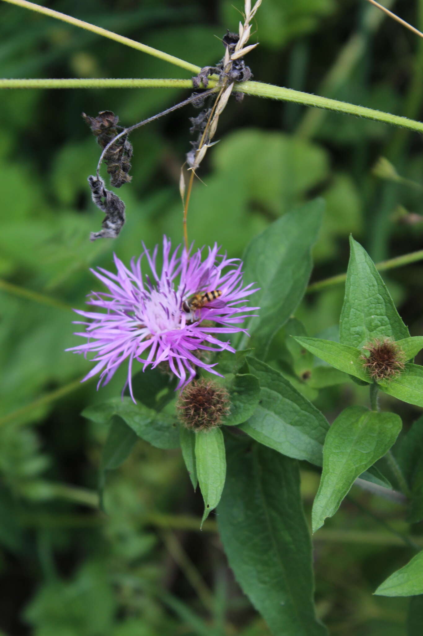 Image of Centaurea phrygia subsp. abnormis (Czer.) Greuter