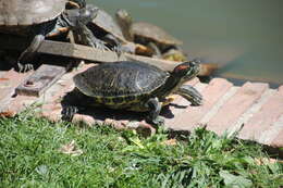 Image of slider turtle, red-eared terrapin, red-eared slider