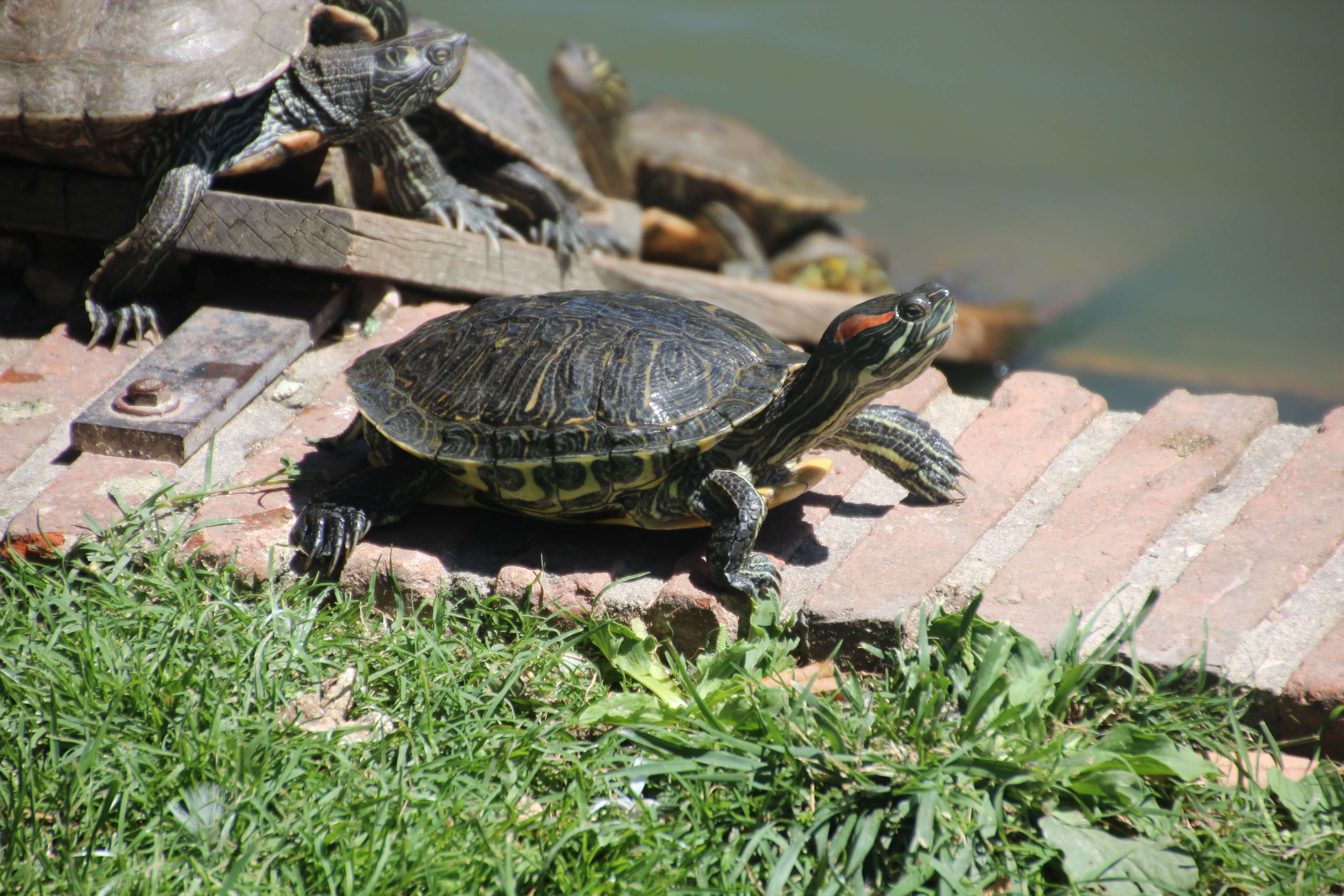 Image of slider turtle, red-eared terrapin, red-eared slider