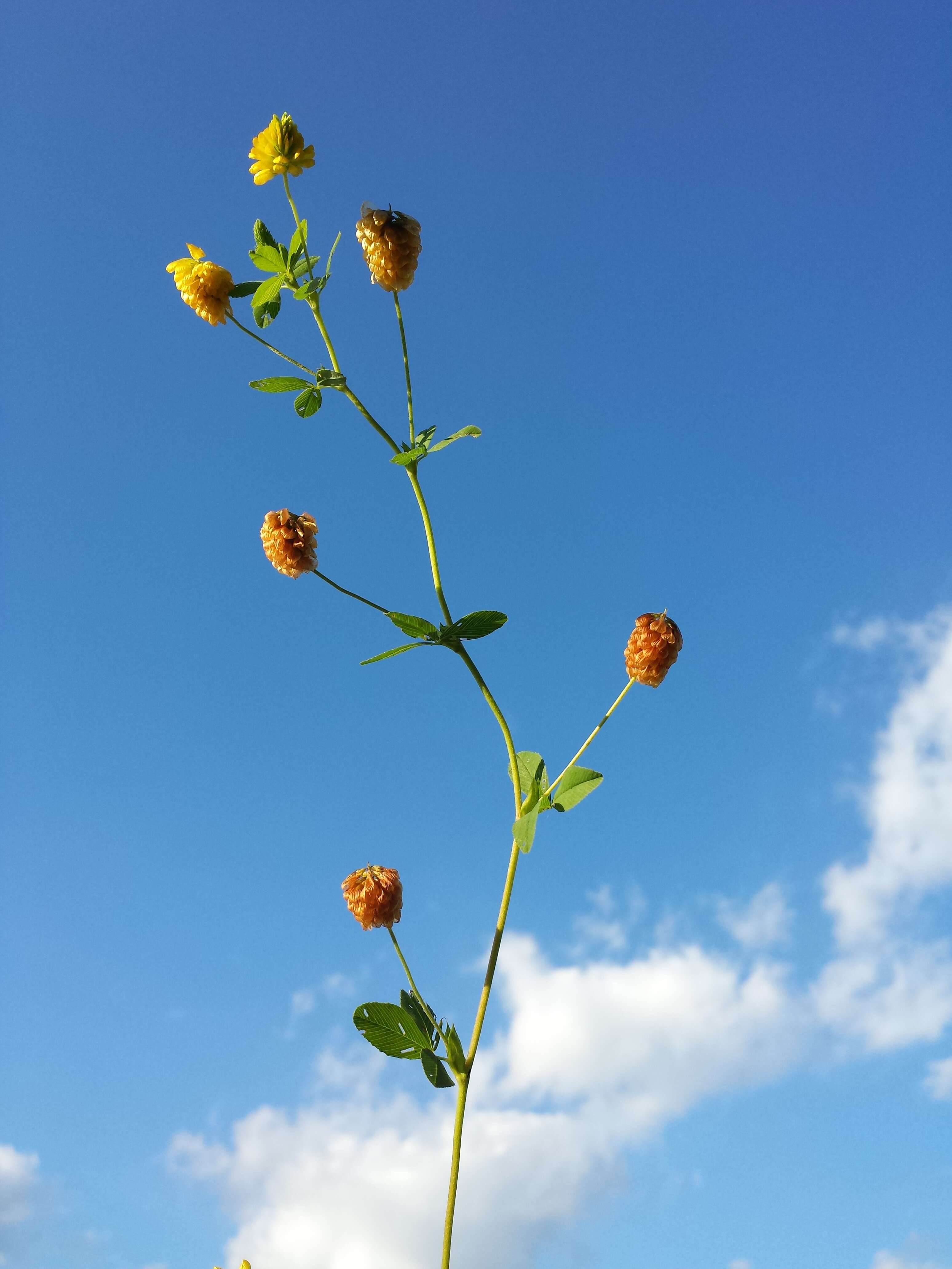 Plancia ëd Trifolium aureum Pollich