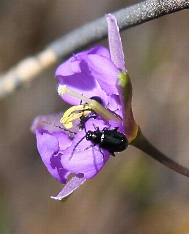 Image of Heliophila subulata Burch. ex DC.