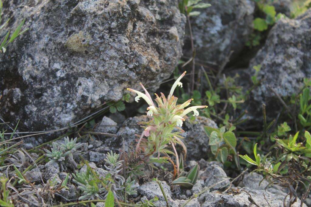 Plancia ëd Castilleja mexicana (Hemsl.) Gray