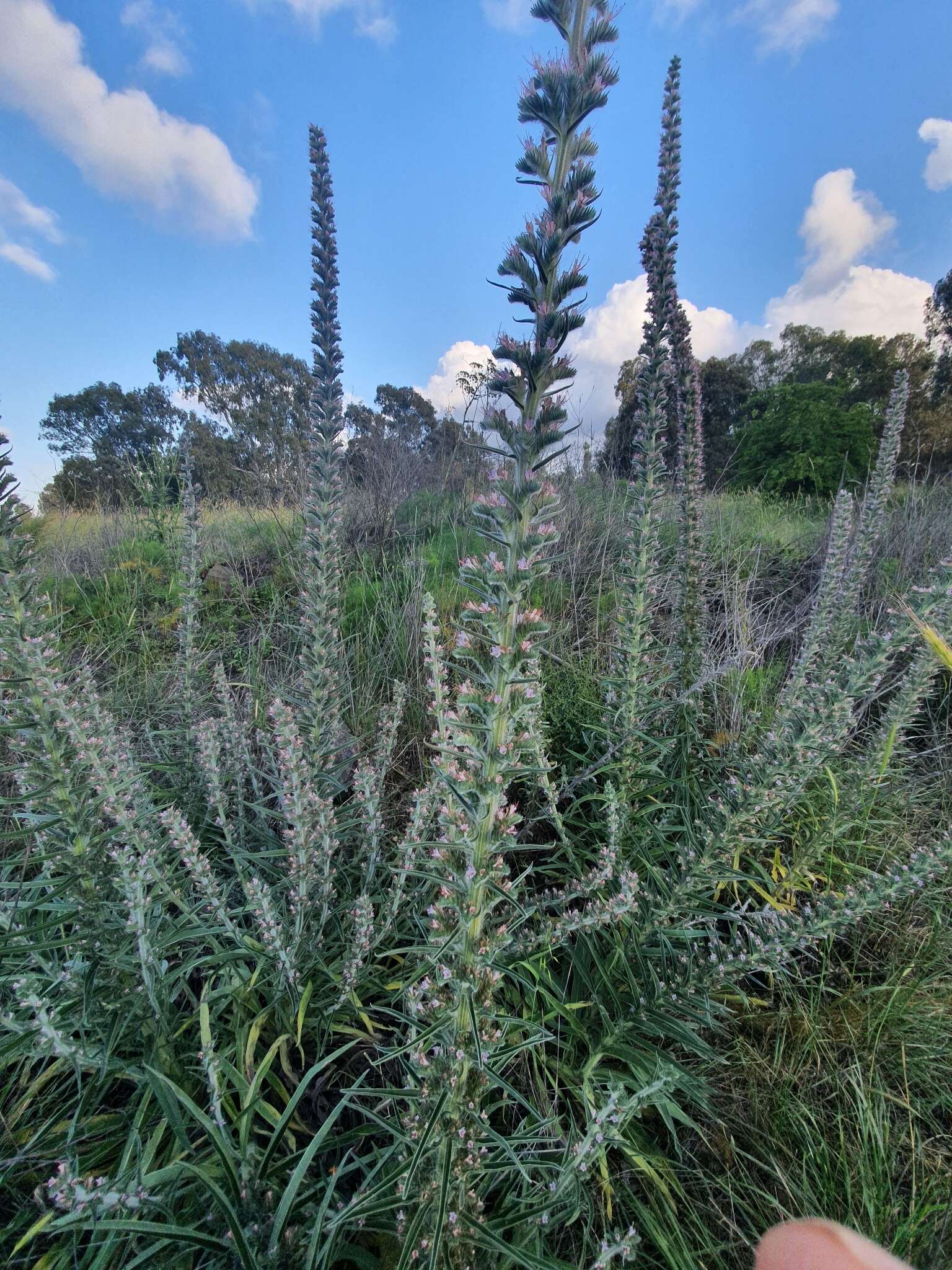 Echium glomeratum Poir.的圖片