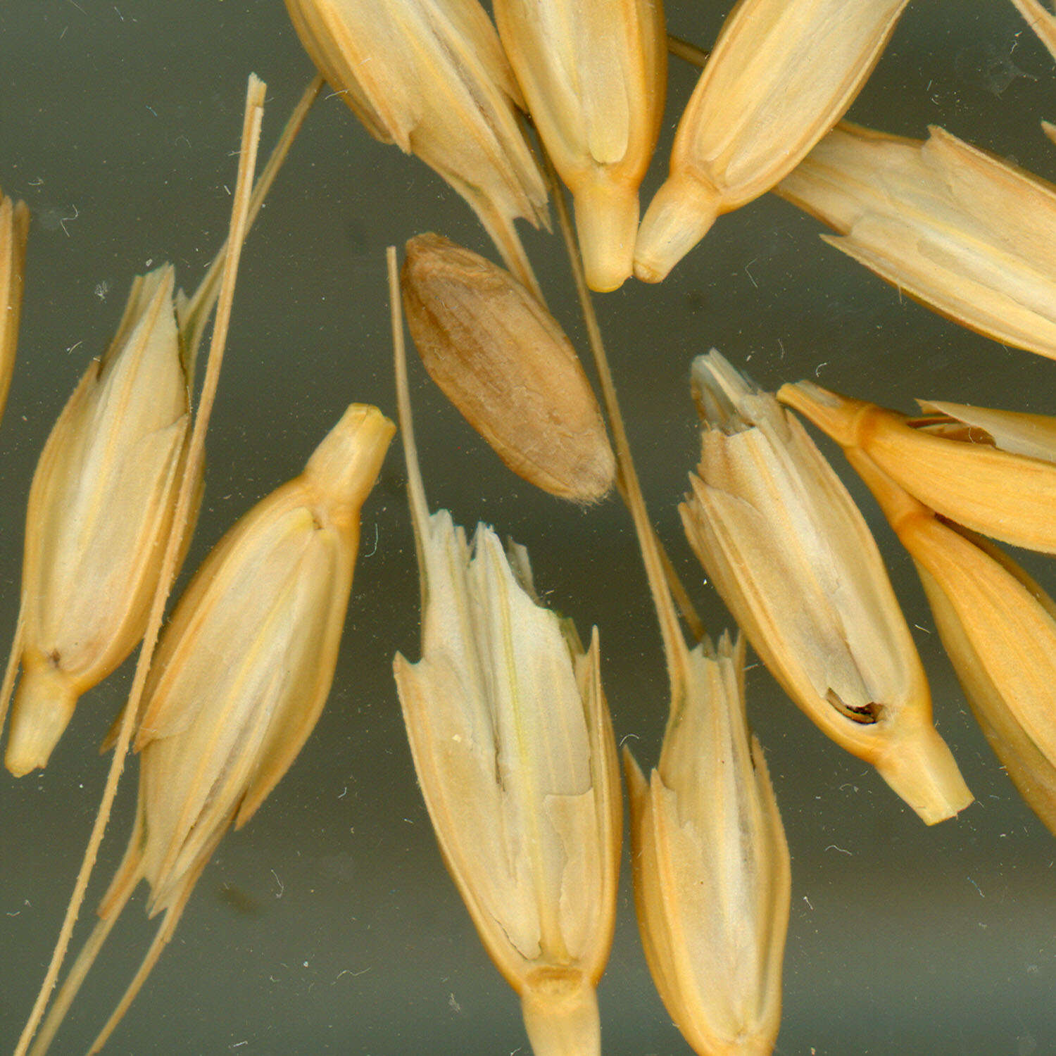 Image of einkorn wheat