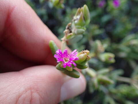 Image of Delosperma peersii Lavis