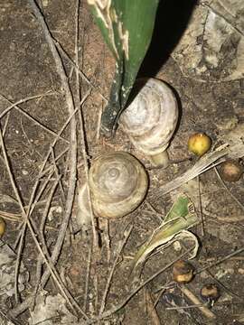 Image of Camaenella platyodon (L. Pfeiffer 1846)