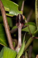 Imagem de Ceropegia bulbosa Roxb.