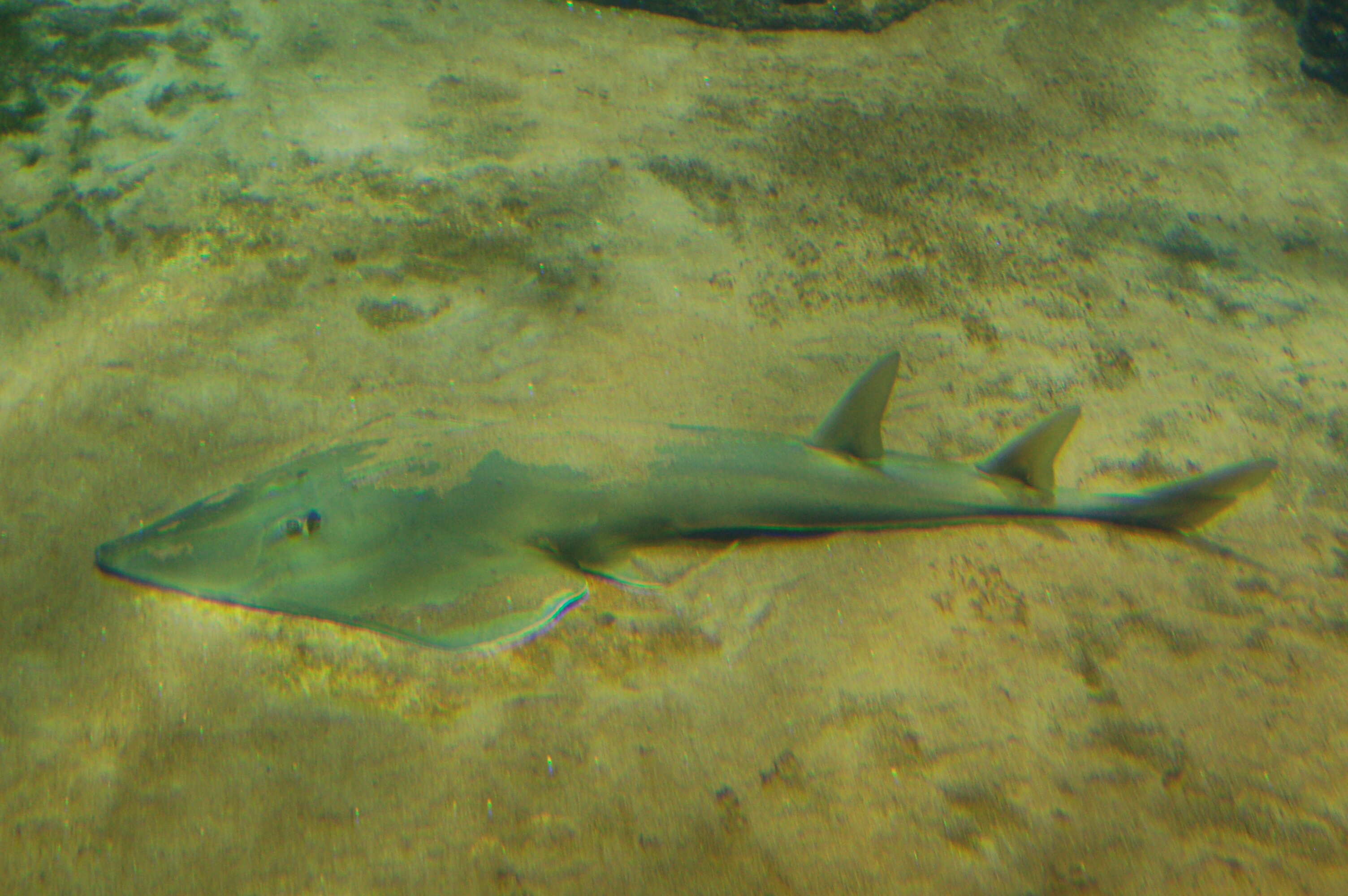 Image of Blackchin guitarfish