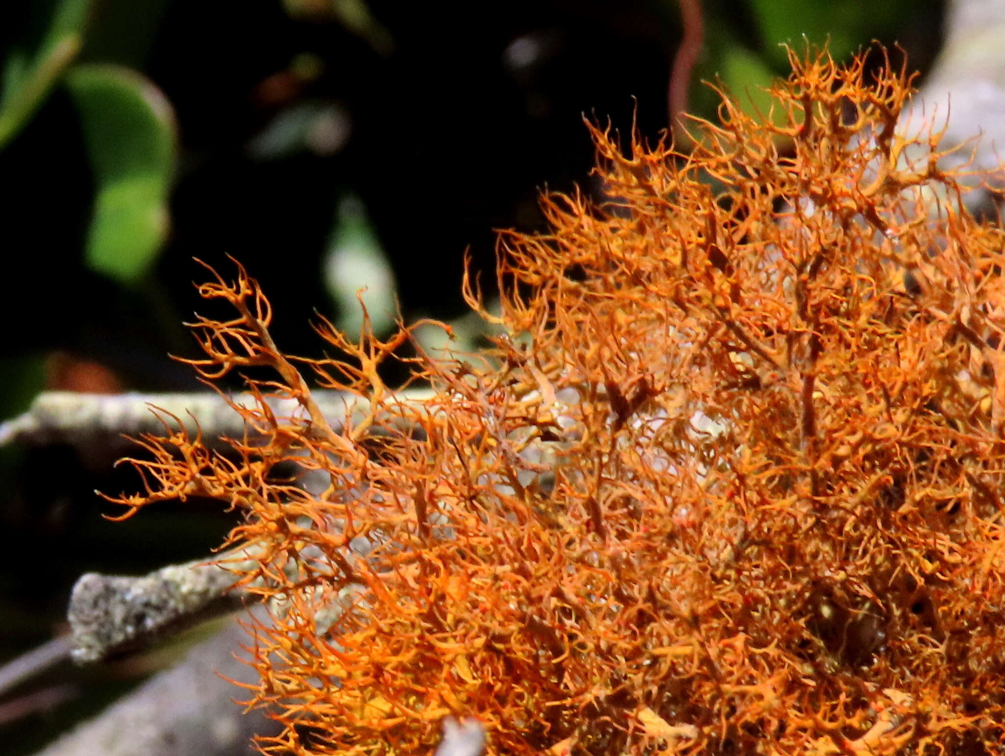 Image de Teloschistes capensis (L. fil.) Müll. Arg.