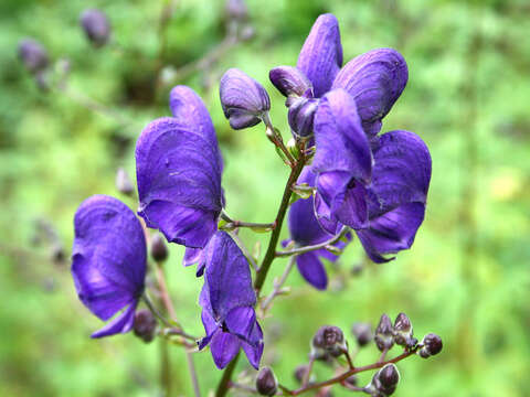 Слика од Aconitum napellus L.