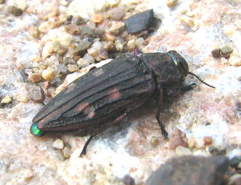 Image of Chrysobothris chrysostigma (Linnaeus 1758)