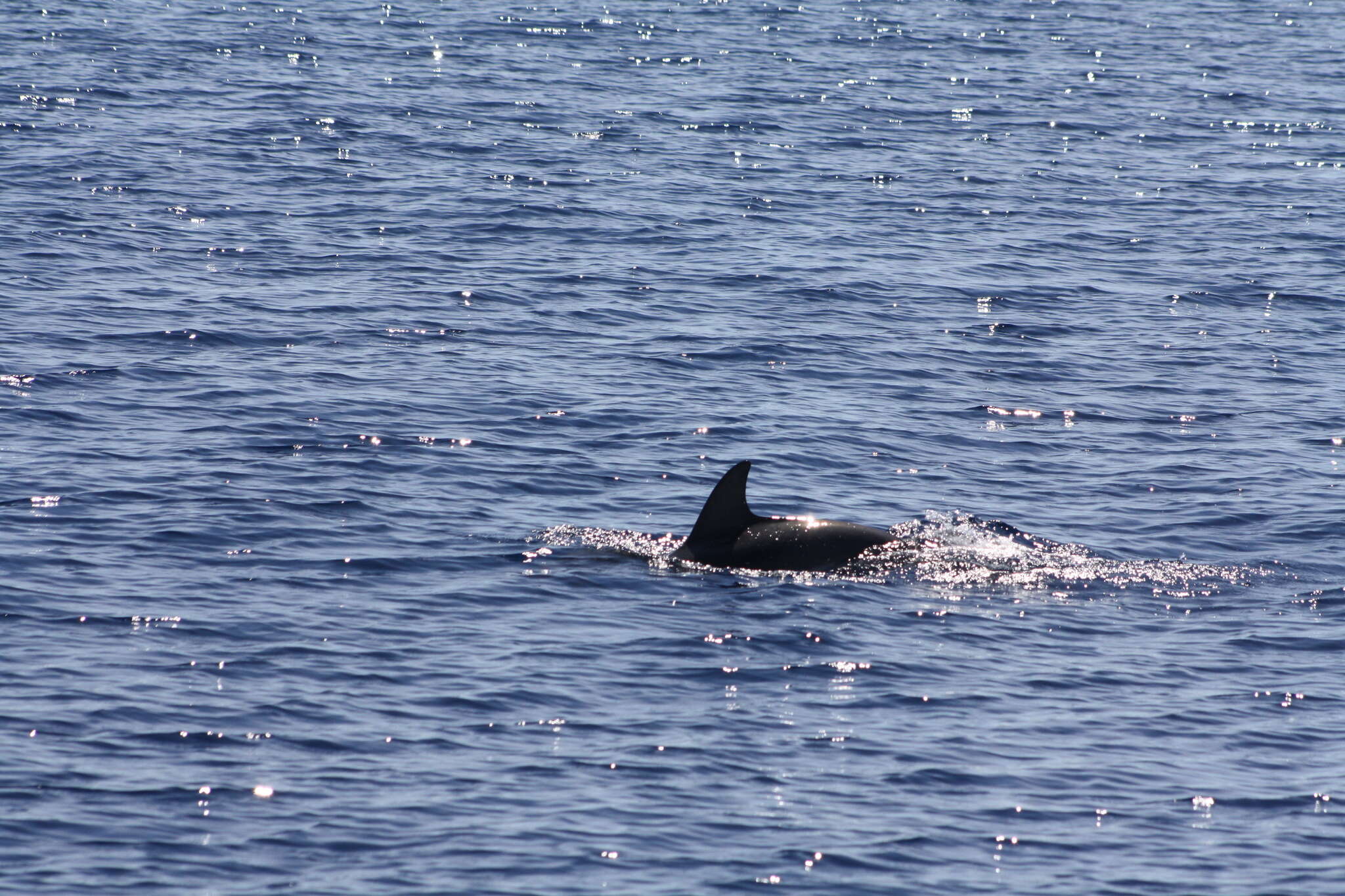 Image of Blue-white Dolphin