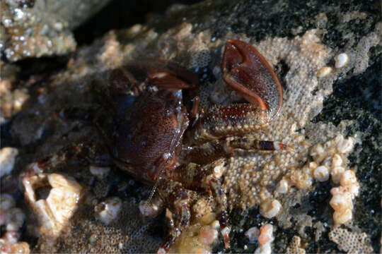 Image of flattop crab