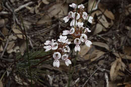 Sivun Stylidium crossocephalum F. Müll. kuva