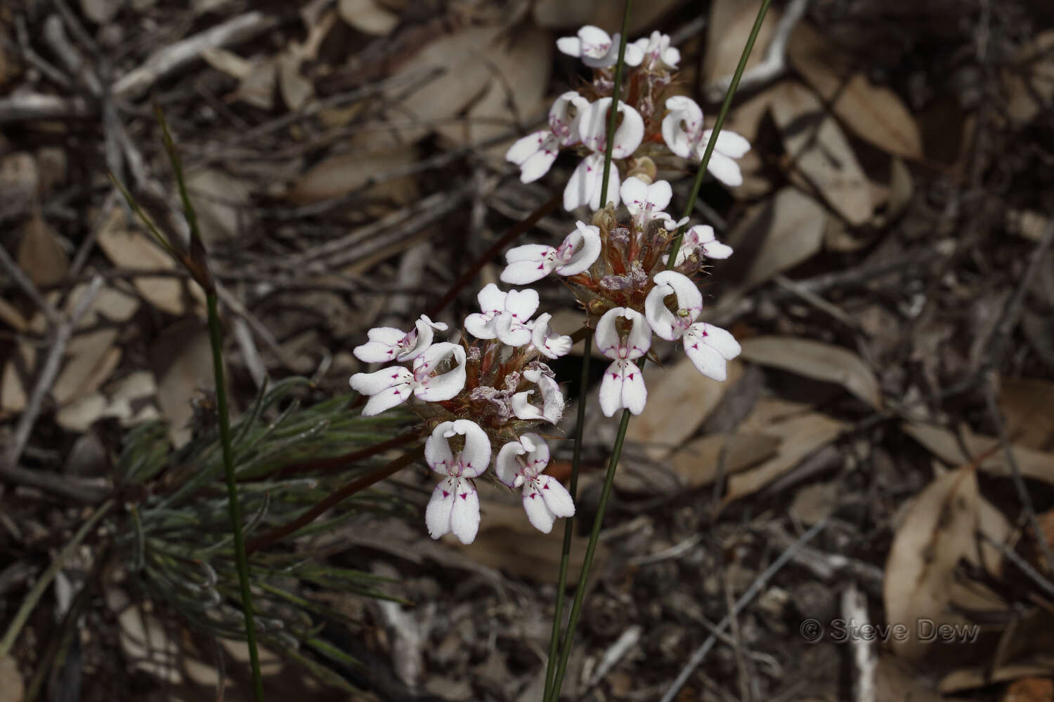 Sivun Stylidium crossocephalum F. Müll. kuva