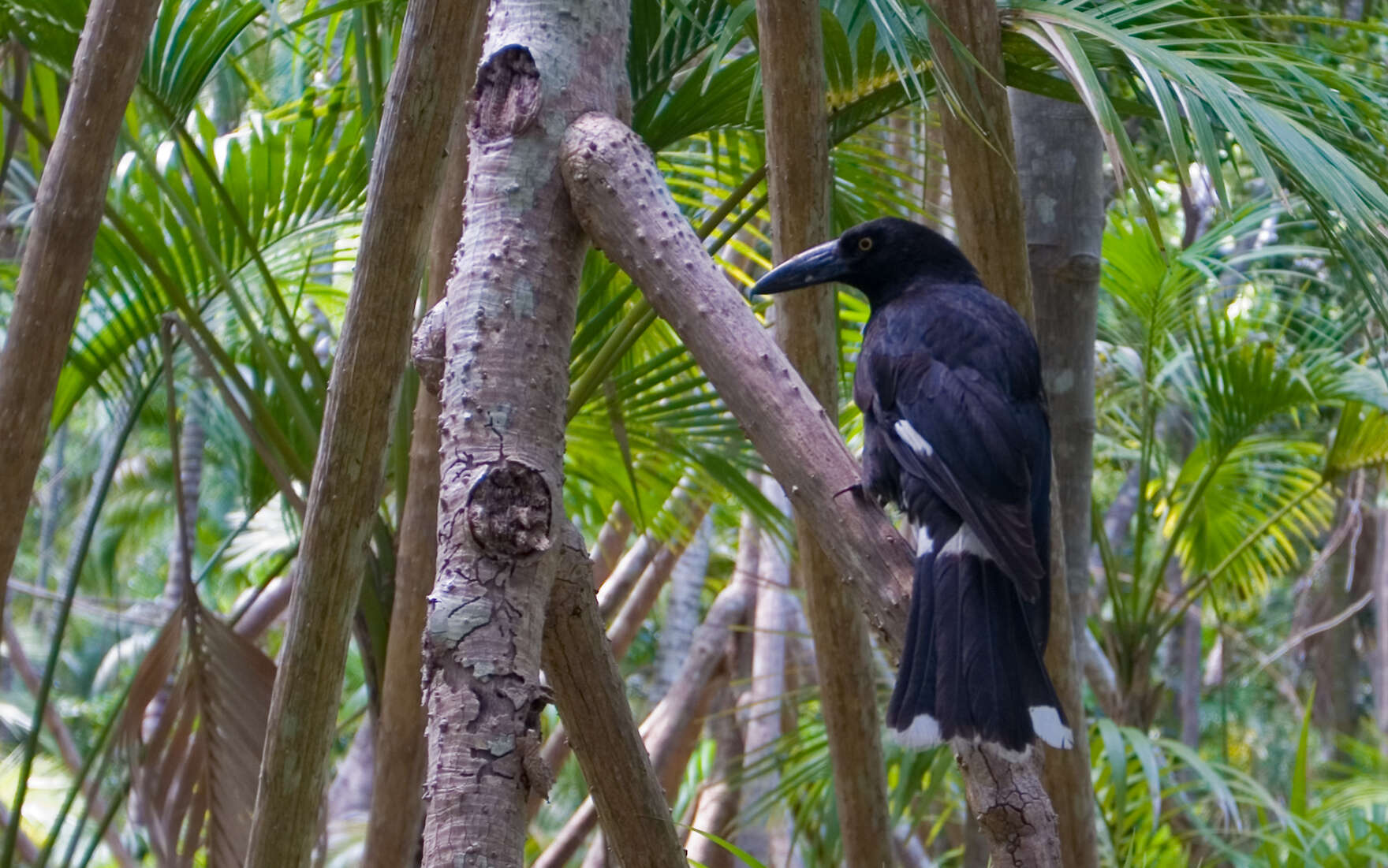 Image of Lord Howe currawong