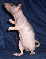 Image of Rattus norvegicus f. domestica