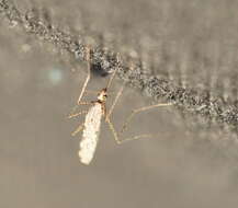 Image de Anopheles annulipes Walker 1856